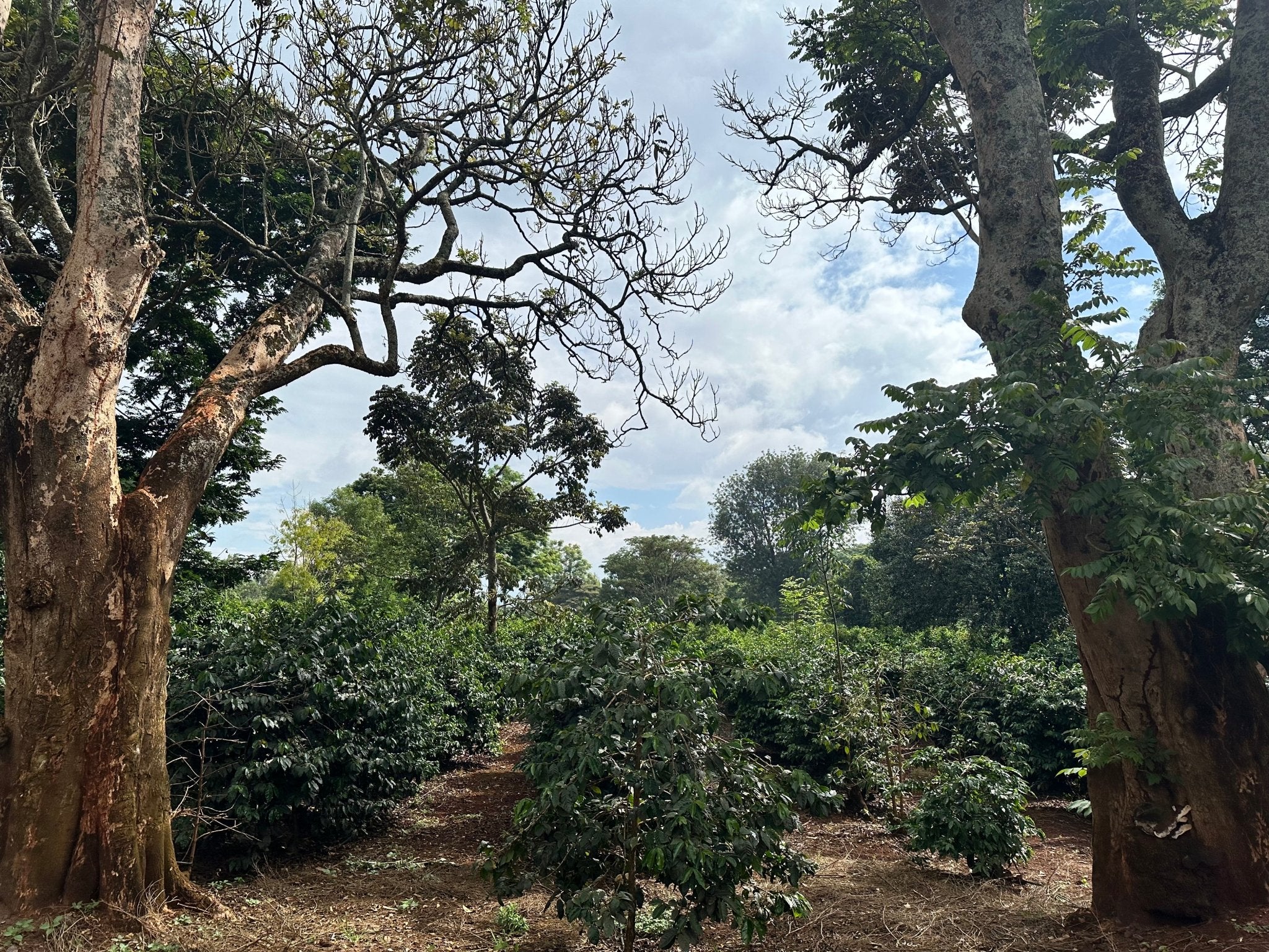 Sustainable Coffee Farming - MAD Coffee