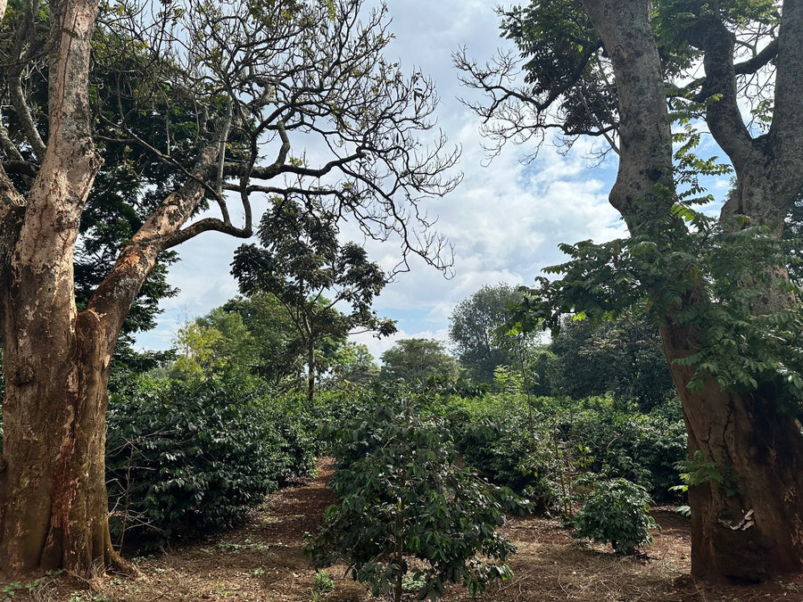 Sustainable Coffee Farming - MAD Coffee