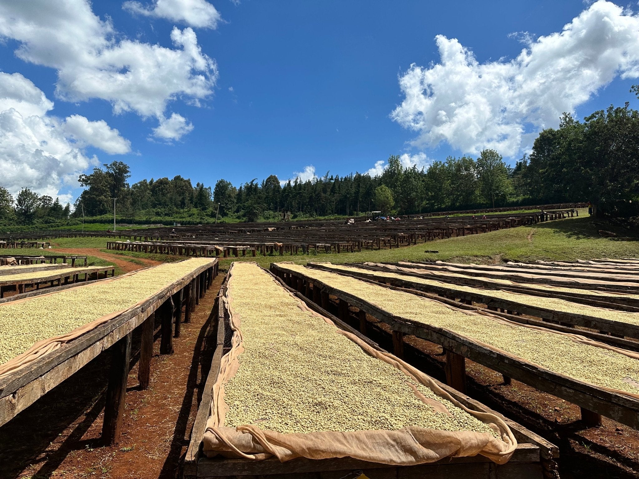 Sustainable Coffee Farming in Uganda: An example to all nations - MAD Coffee
