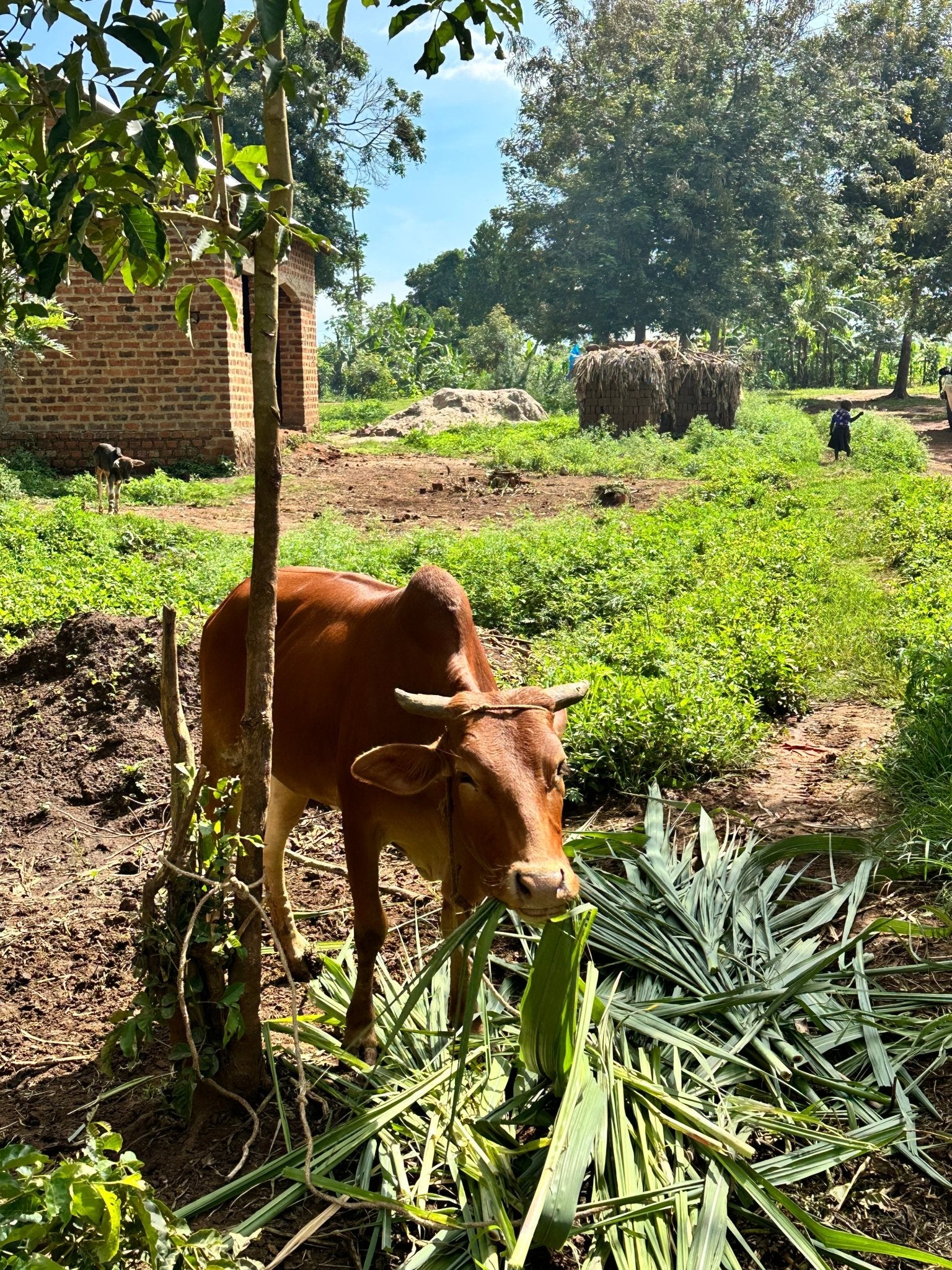 Ugandan Coffee in the UK: A Hidden Gem - MAD Coffee