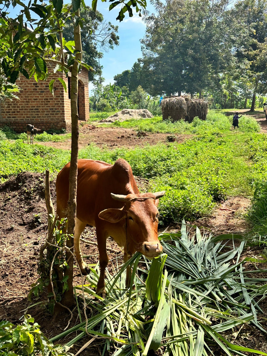 Ugandan Coffee in the UK: A Hidden Gem - MAD Coffee