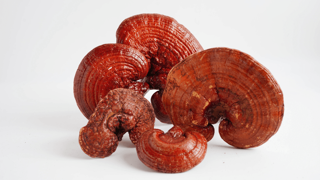 What is Reishi? - MAD Coffee
